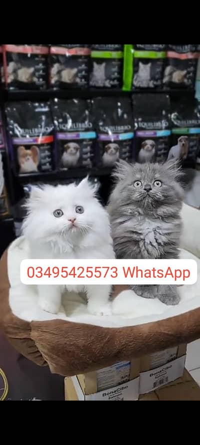Quality Persian Punch face cat & kitten Male female Both available h