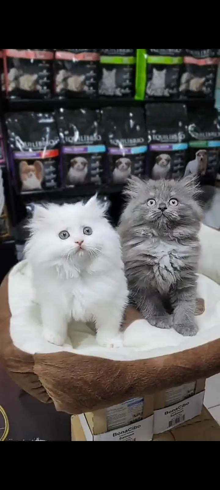 Quality Persian Punch face cat & kitten Male female Both available h — photo 2