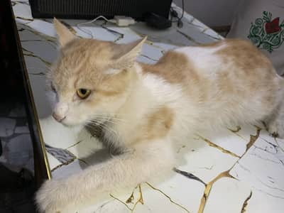 Cat For sale