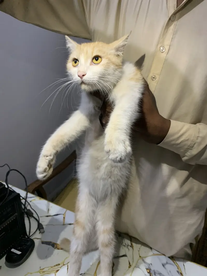 Cat For sale — photo 2