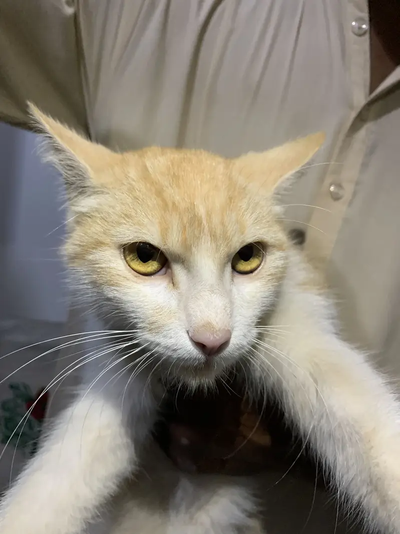 Cat For sale — photo 3