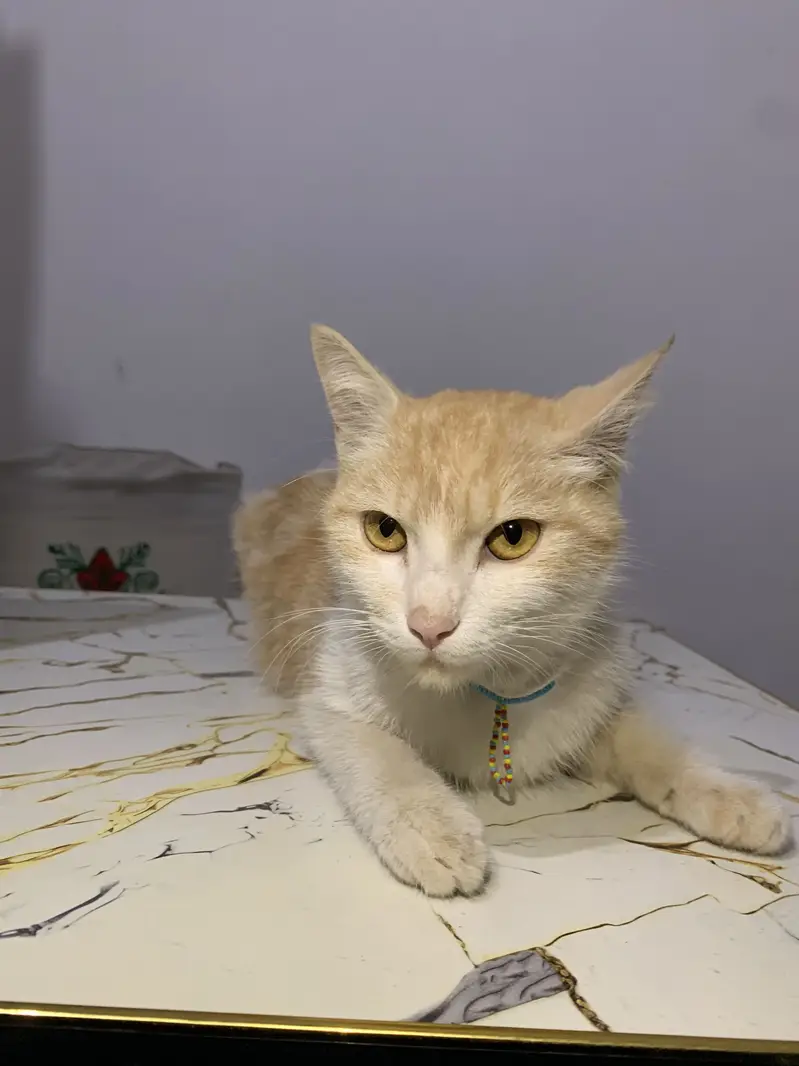 Cat For sale — photo 4