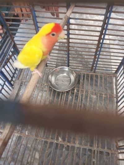 Lutino Peach-Faced Lovebird