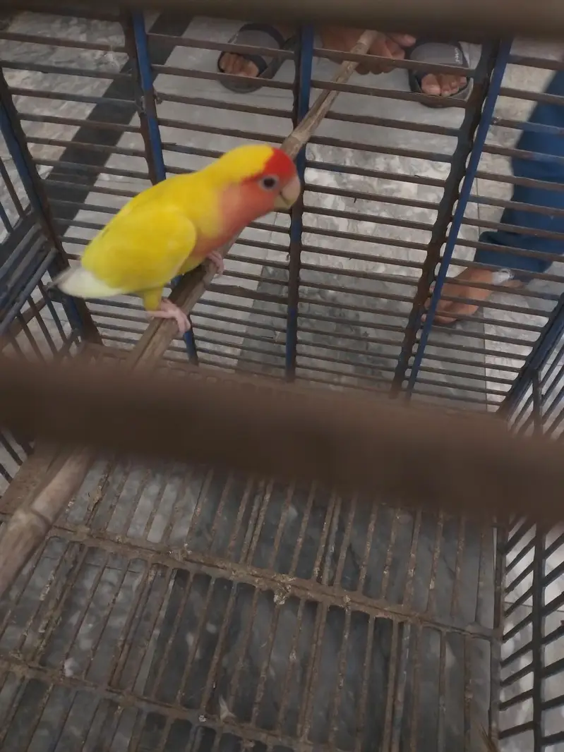 Lutino Peach-Faced Lovebird — photo 2