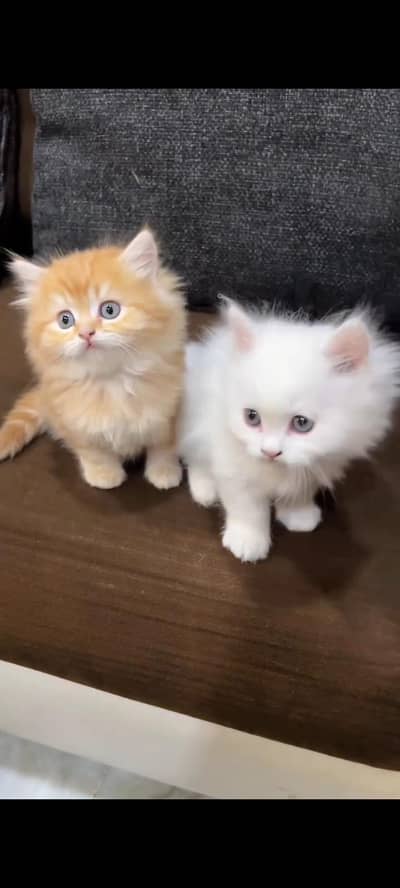Persian kittens | triple coat | fluffy | 0302//06204//45