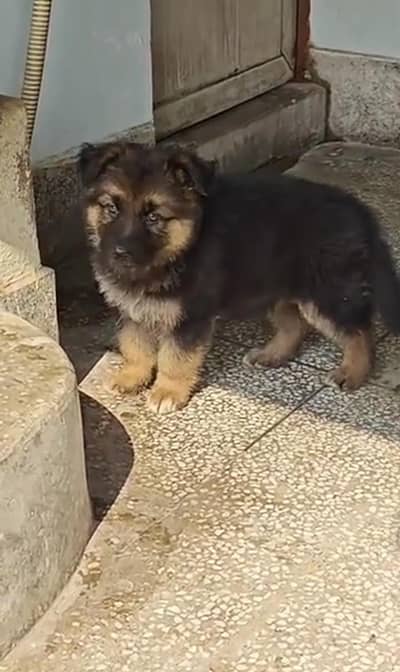 pure German Shepherd male and female for sale my WhatsApp