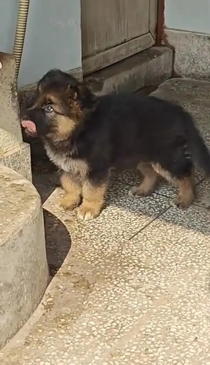 pure German Shepherd male and female for sale my WhatsApp — photo 2
