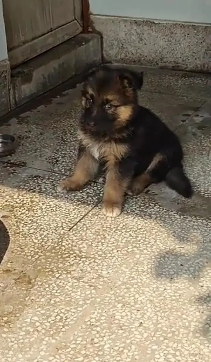 pure German Shepherd male and female for sale my WhatsApp — photo 3