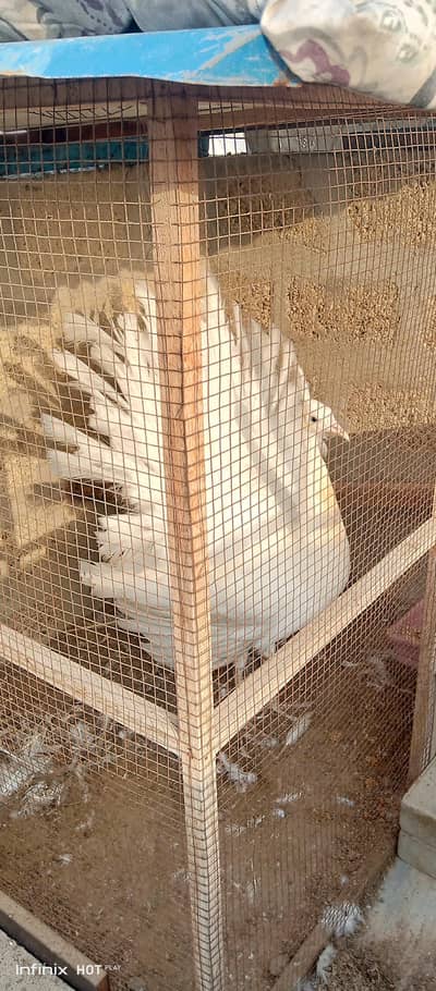 white peacock male blue eye whatsapp 03168035881