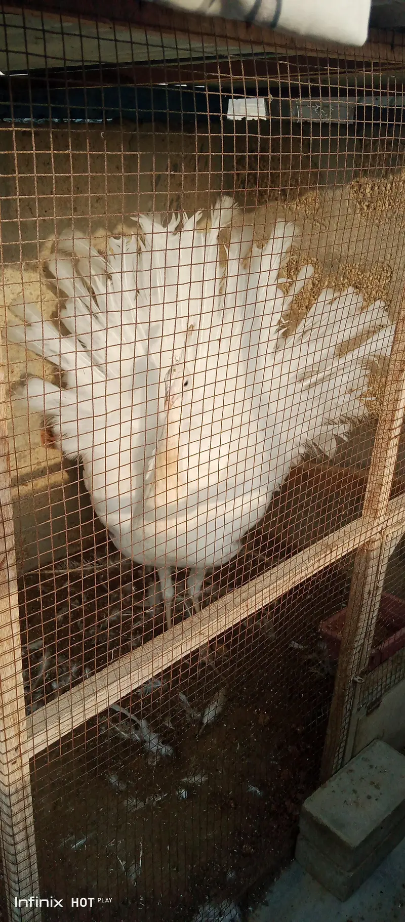 white peacock male blue eye whatsapp 03168035881 — photo 2