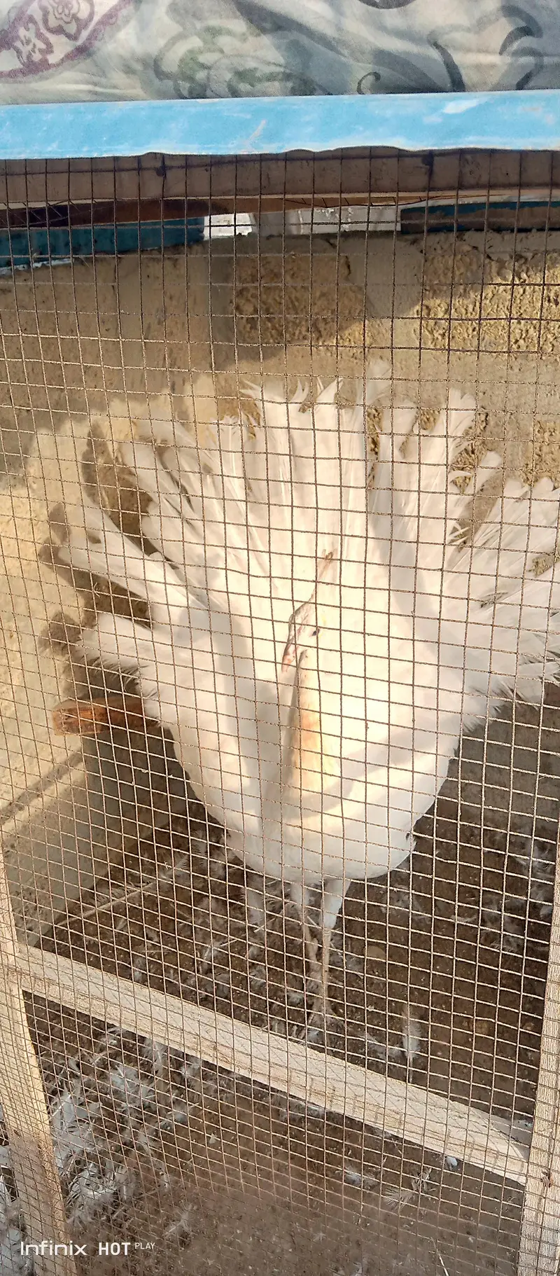 white peacock male blue eye whatsapp 03168035881 — photo 3
