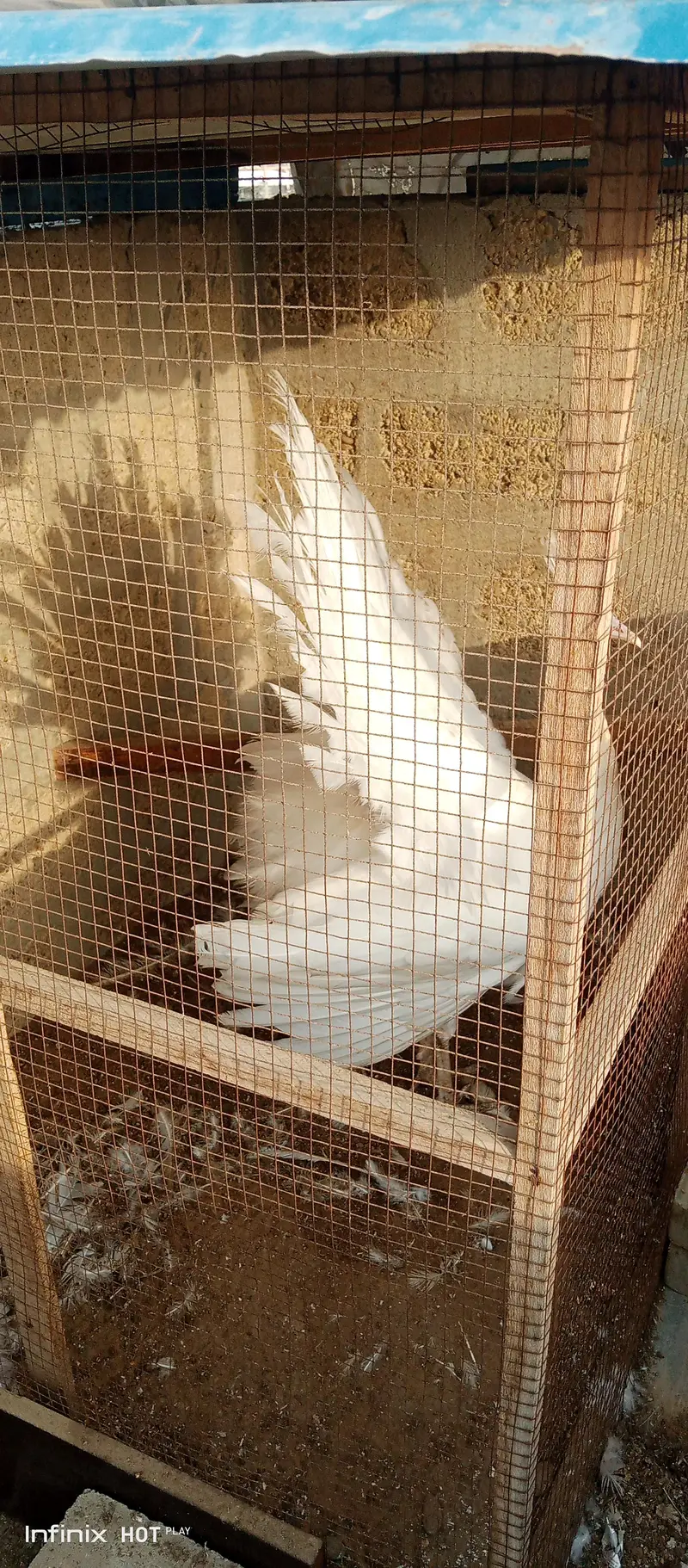 white peacock male blue eye whatsapp 03168035881 — photo 4