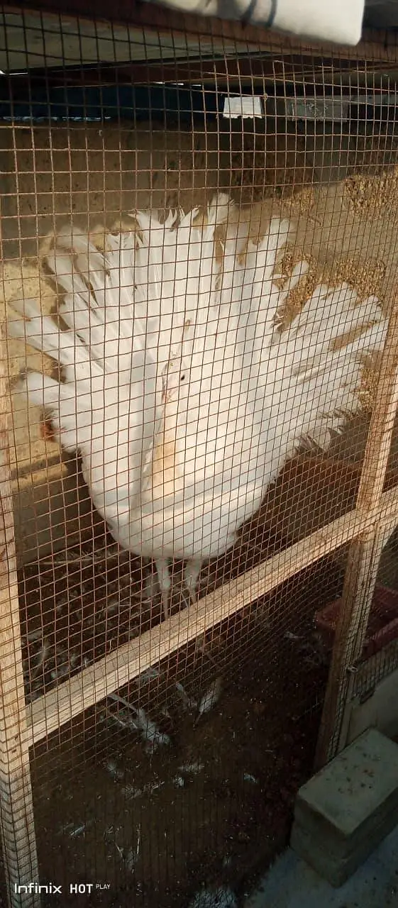 white peacock male blue eye whatsapp 03168035881 — photo 6