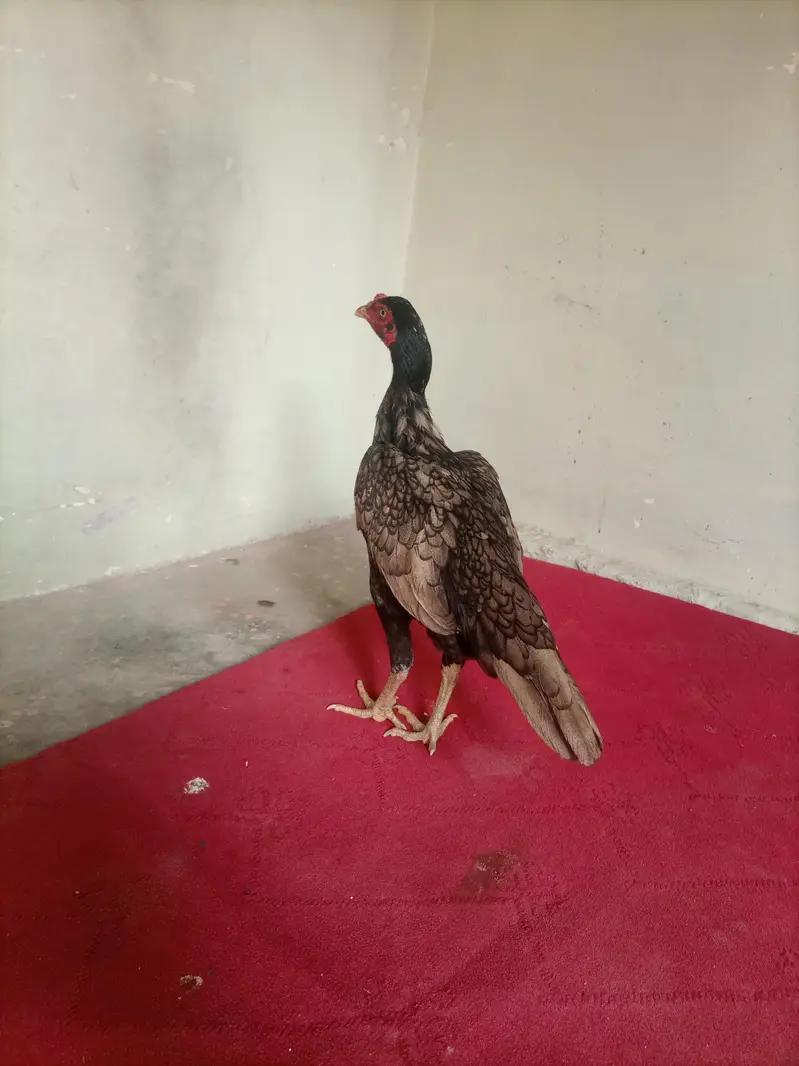 hi quality — photo 6