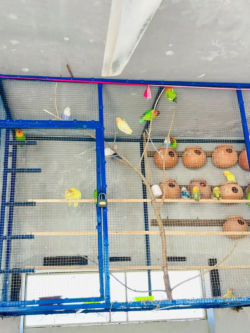 Love Bird 34 full Healty and active — photo 2