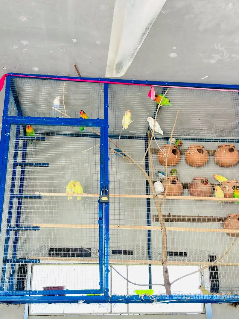 Love Bird 34 full Healty and active — photo 4