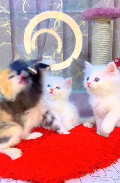 Persian kitten mail and female for saleContact my WhatsApp