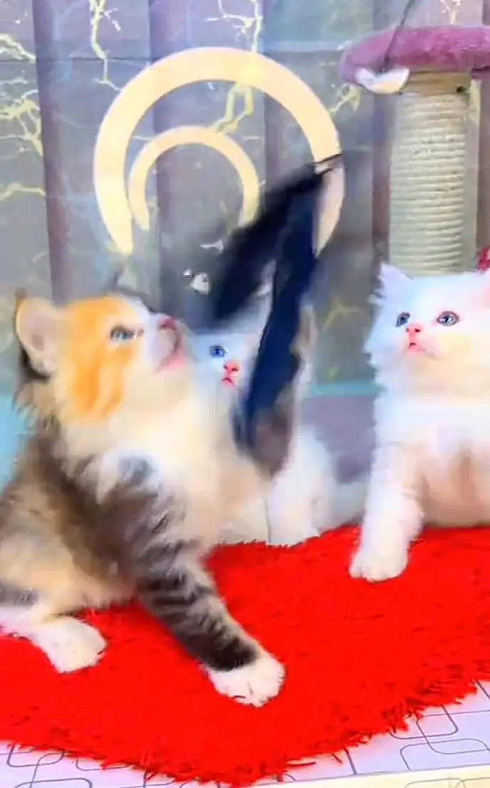 Persian kitten mail and female for saleContact my WhatsApp — photo 2