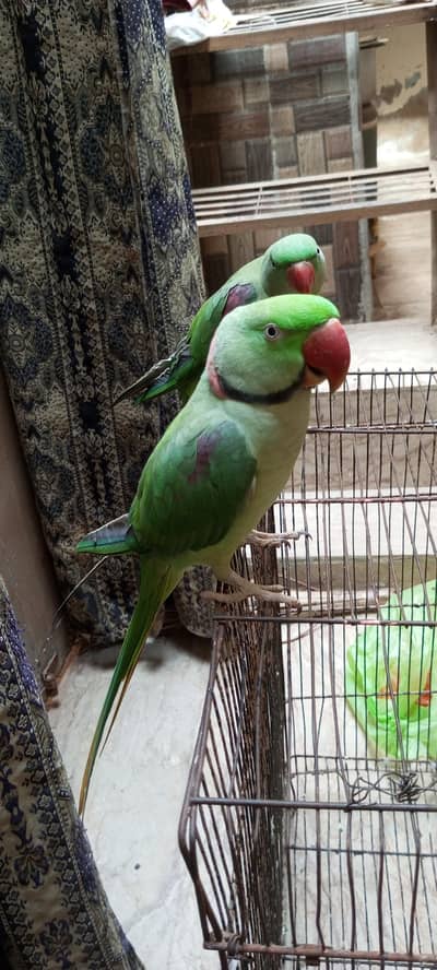 Pahari talking parrot pair.