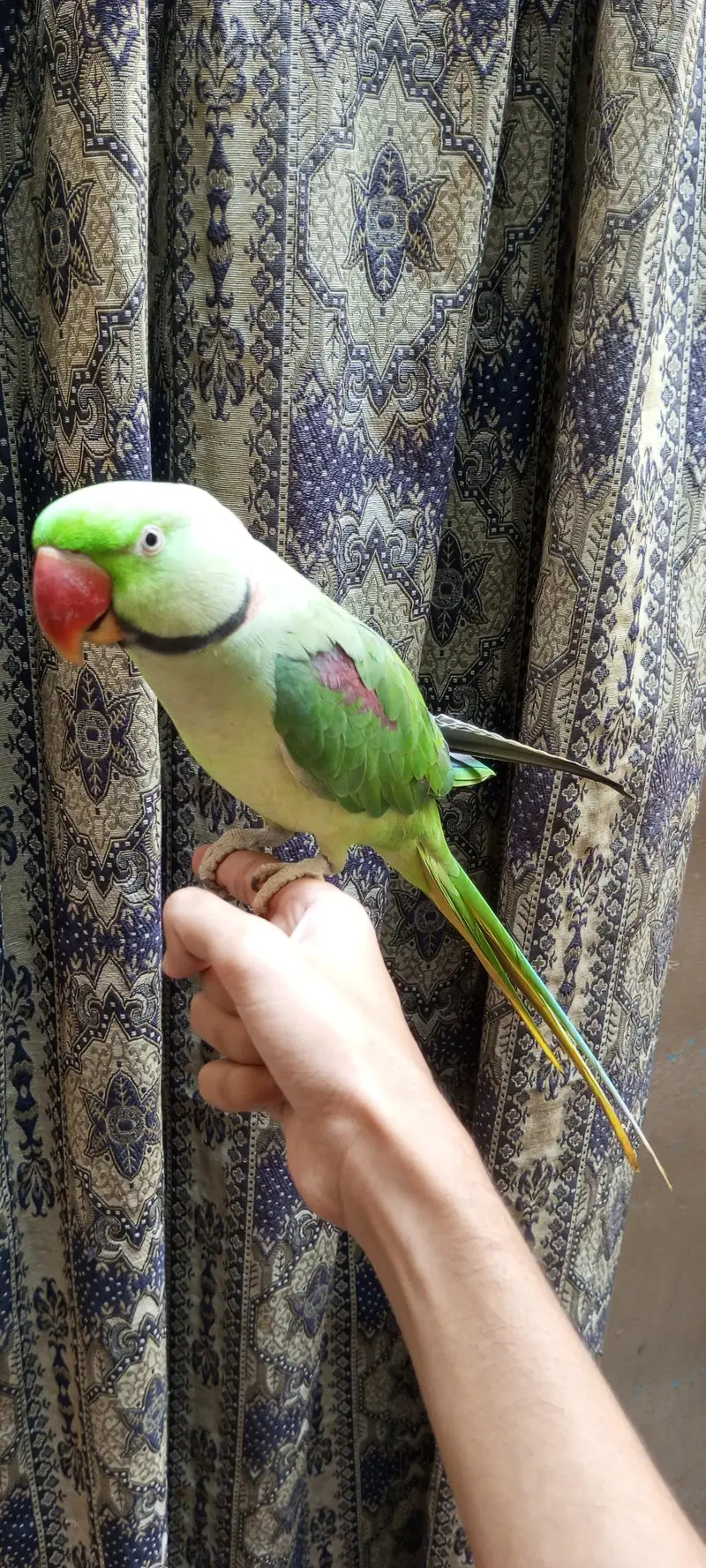 Pahari talking parrot pair. — photo 2