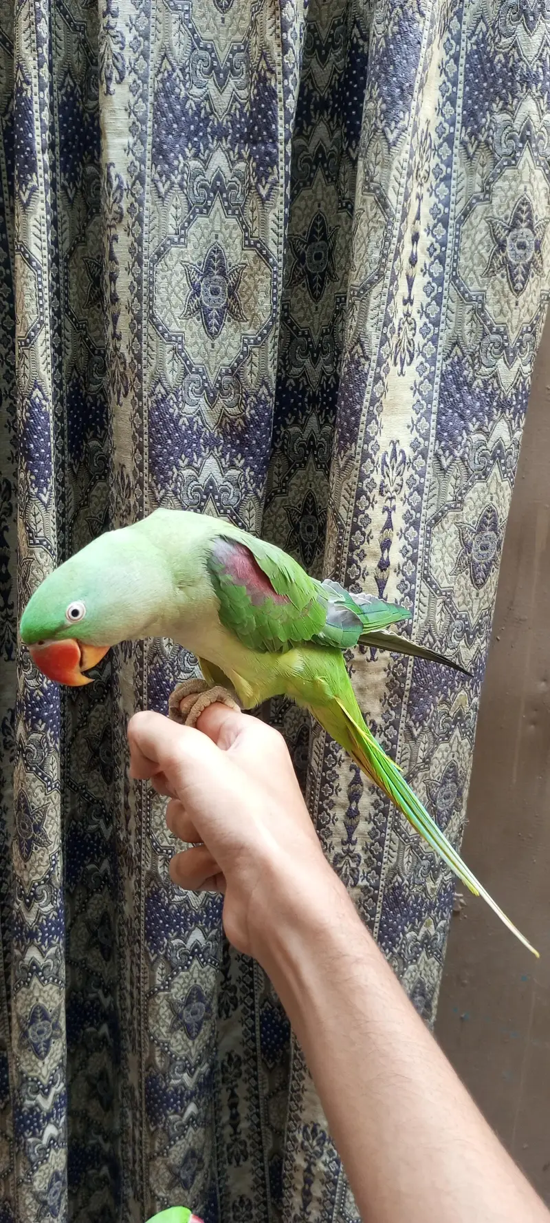 Pahari talking parrot pair. — photo 3