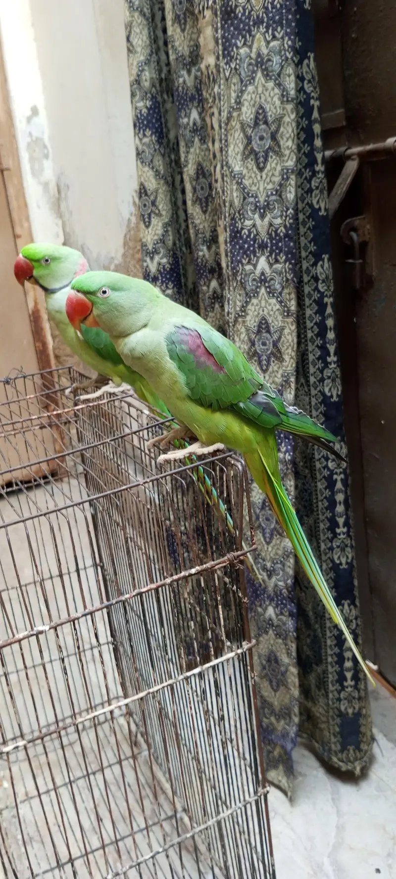 Pahari talking parrot pair. — photo 4