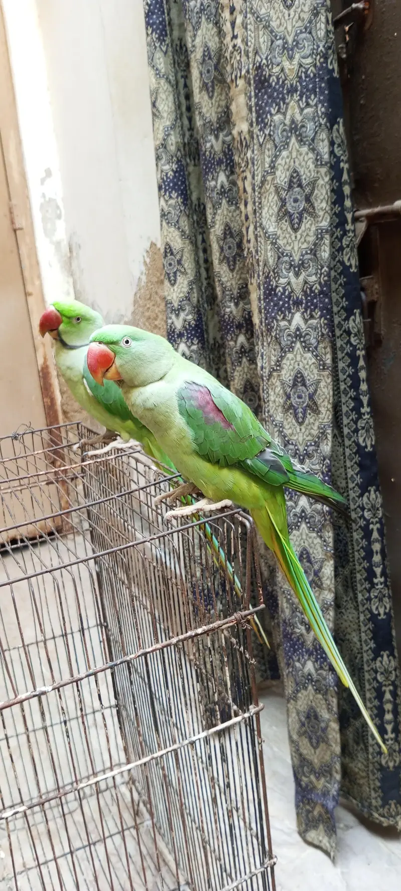 Pahari talking parrot pair. — photo 5