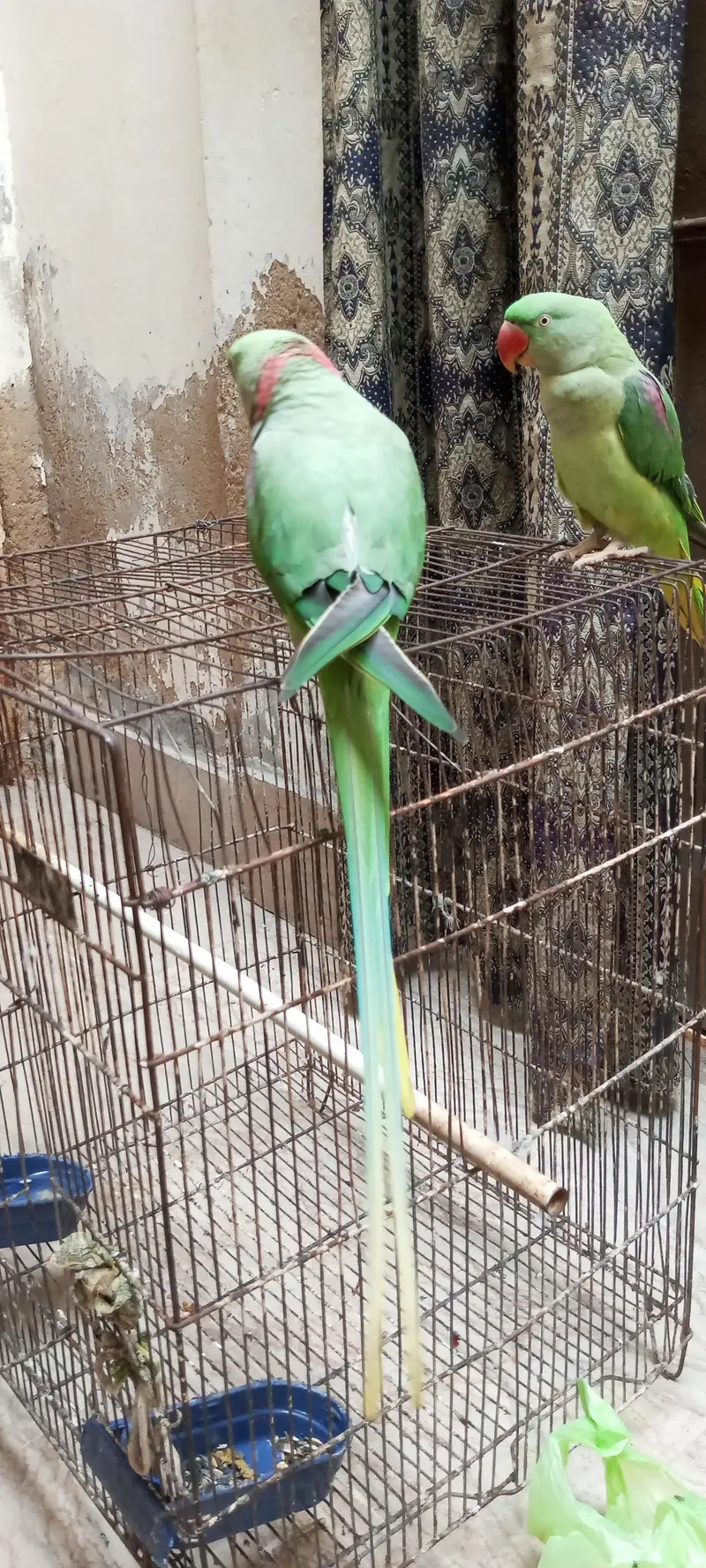 Pahari talking parrot pair. — photo 6