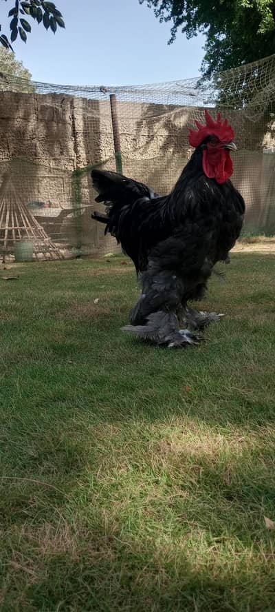 Blue Heavy Buff Chickens