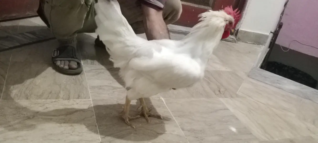 Pure white Desi murga — photo 3