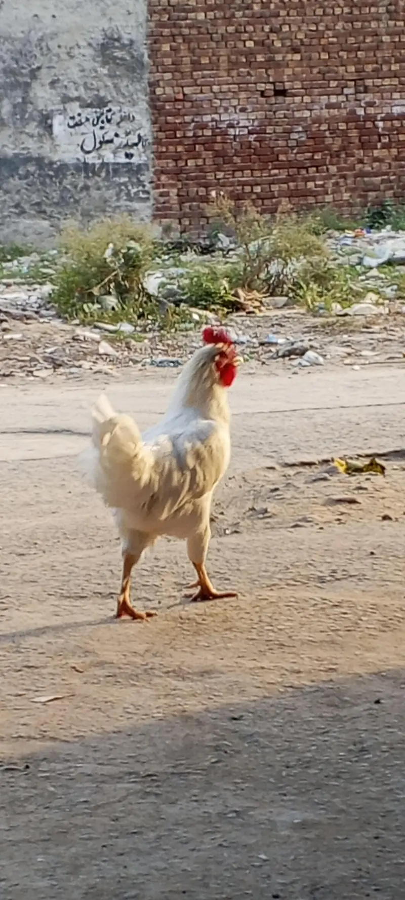 Pure white Desi murga — photo 5
