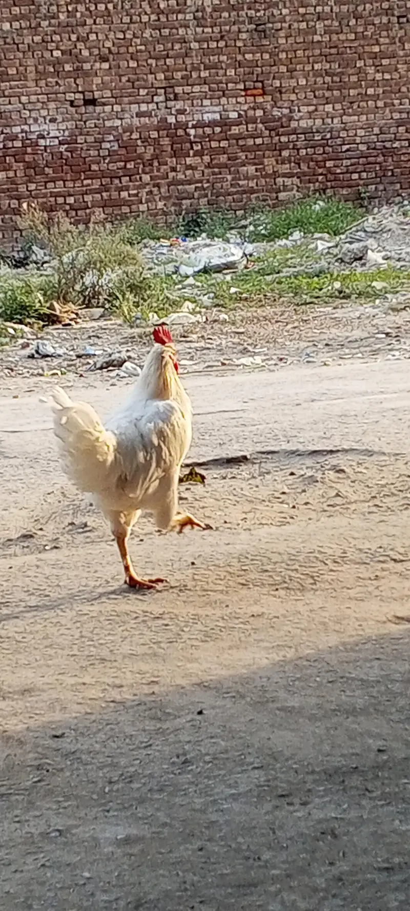 Pure white Desi murga — photo 6