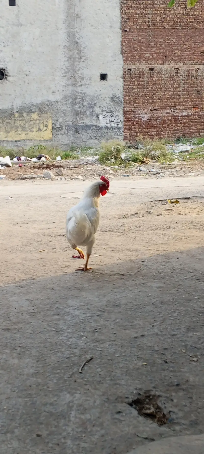 Pure white Desi murga — photo 7