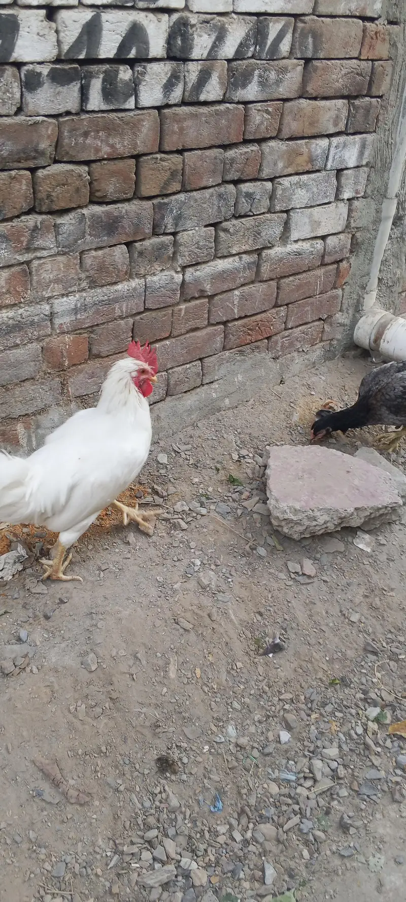 Pure white Desi murga — photo 9