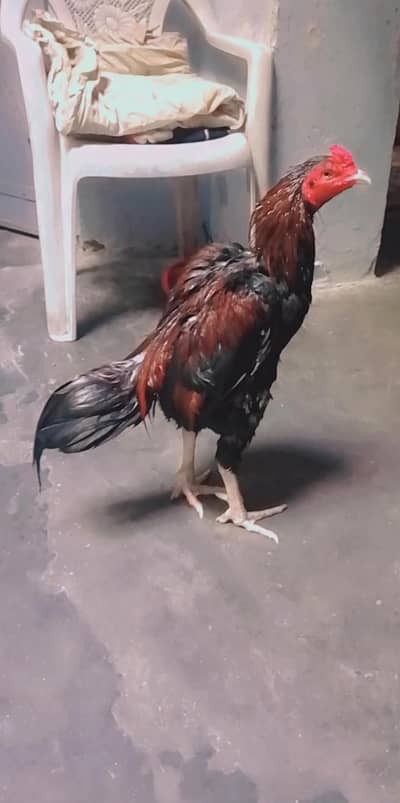 pour meyawali breed acha phata h