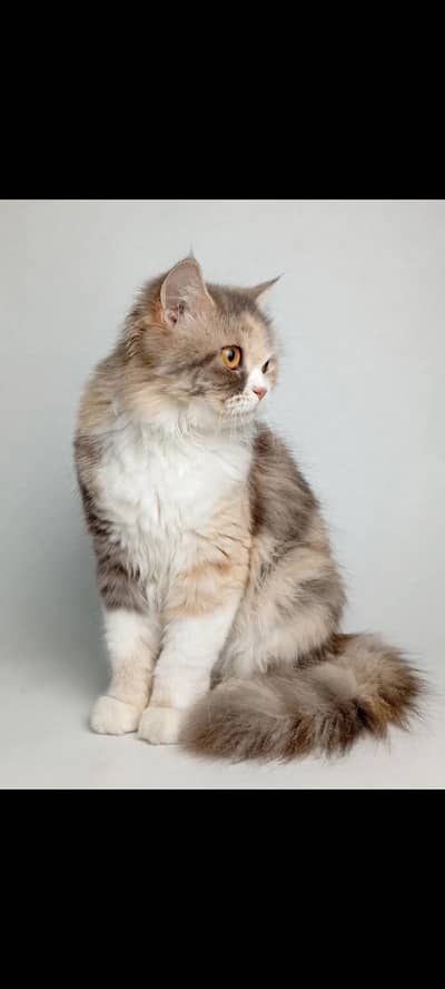 Beautiful cat