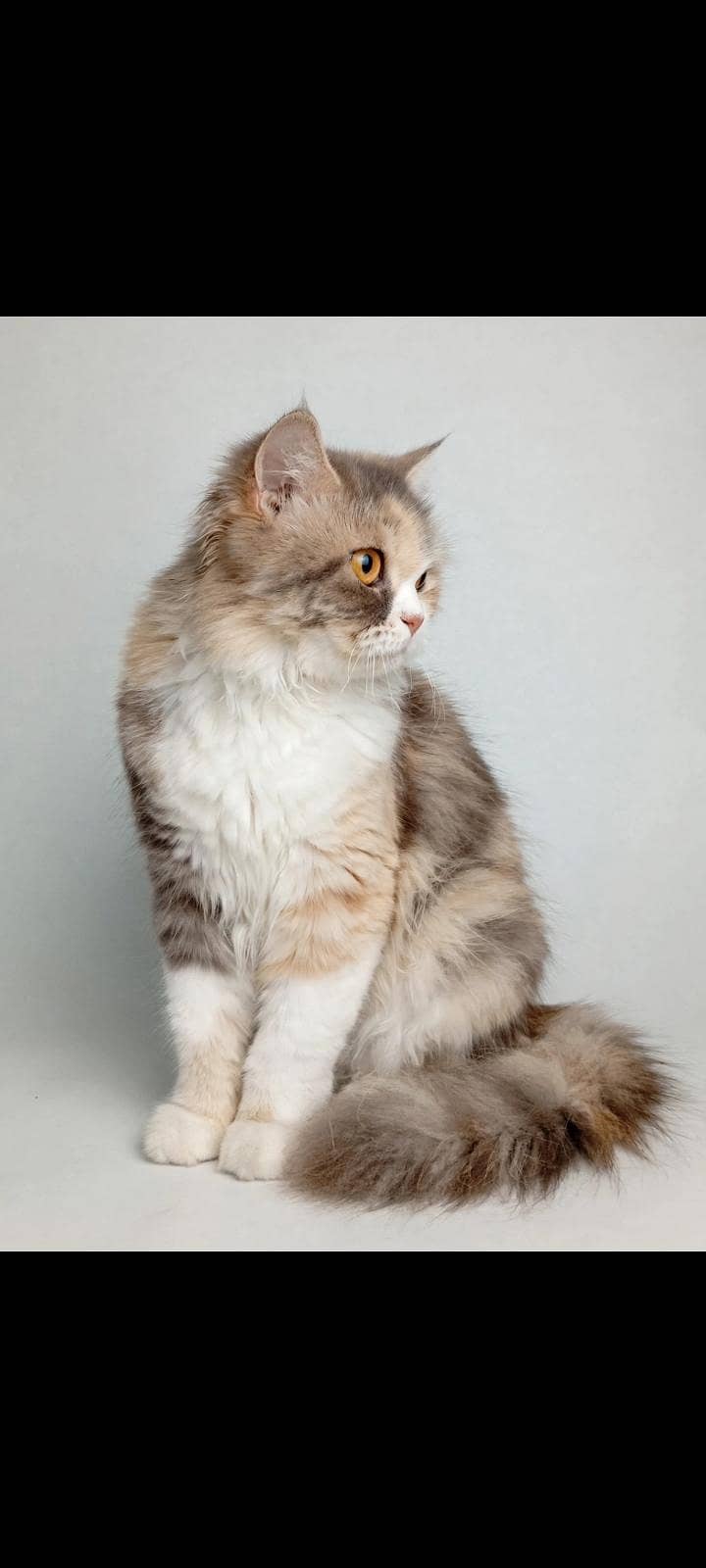Beautiful cat 0
