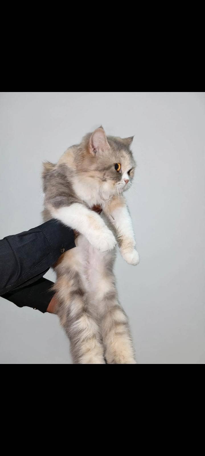 Beautiful cat 1