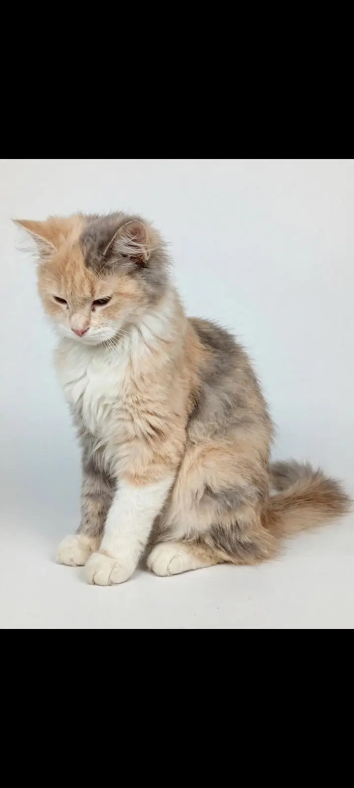 Beautiful cat — photo 3