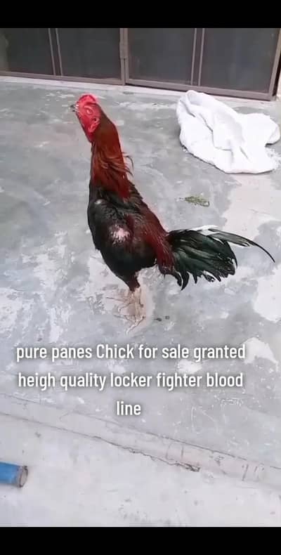 pure panes asee chick granted heigh quality 03204167650