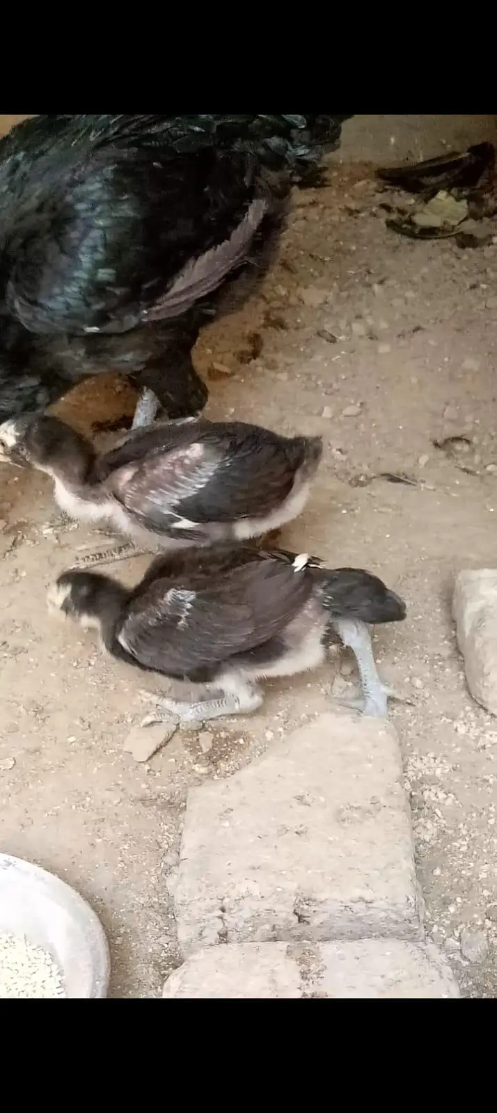 pure panes asee chick granted heigh quality 03204167650 — photo 2