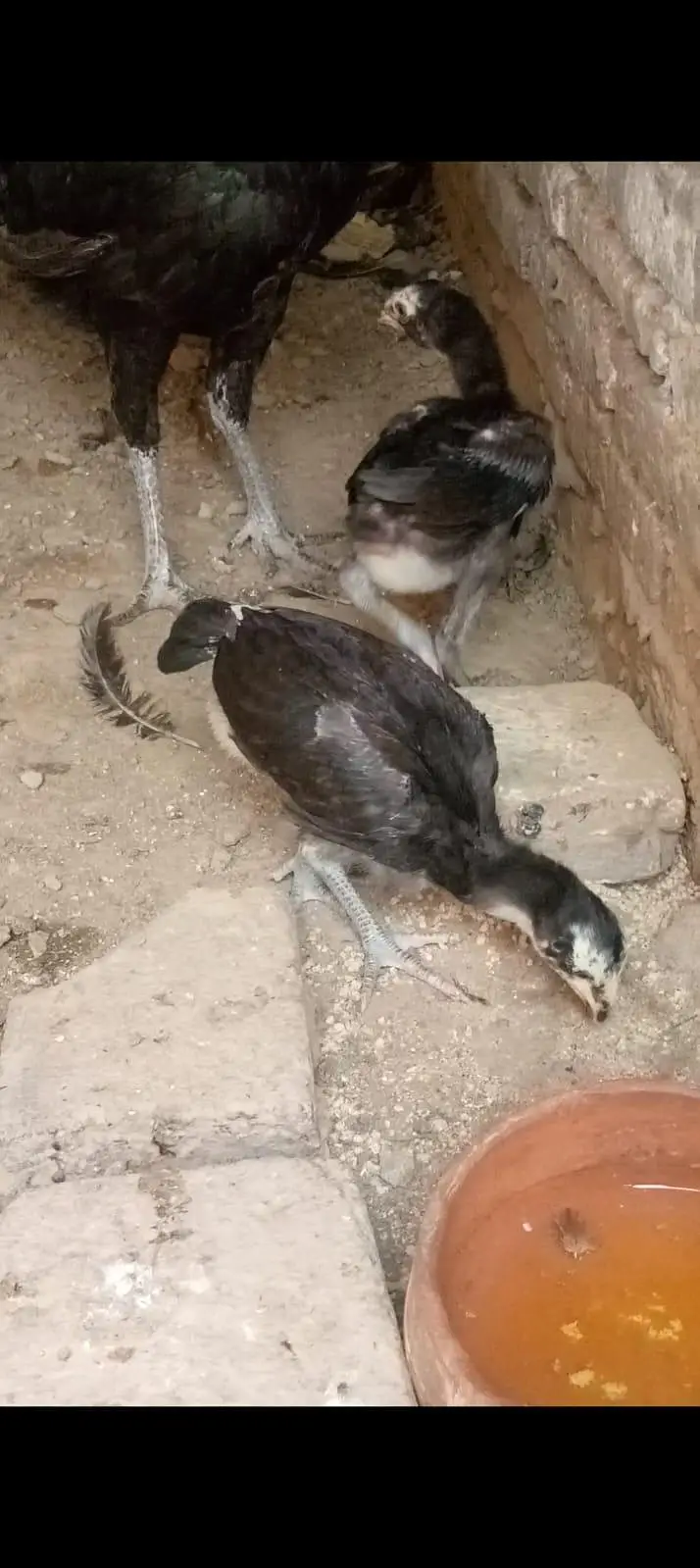 pure panes asee chick granted heigh quality 03204167650 — photo 3