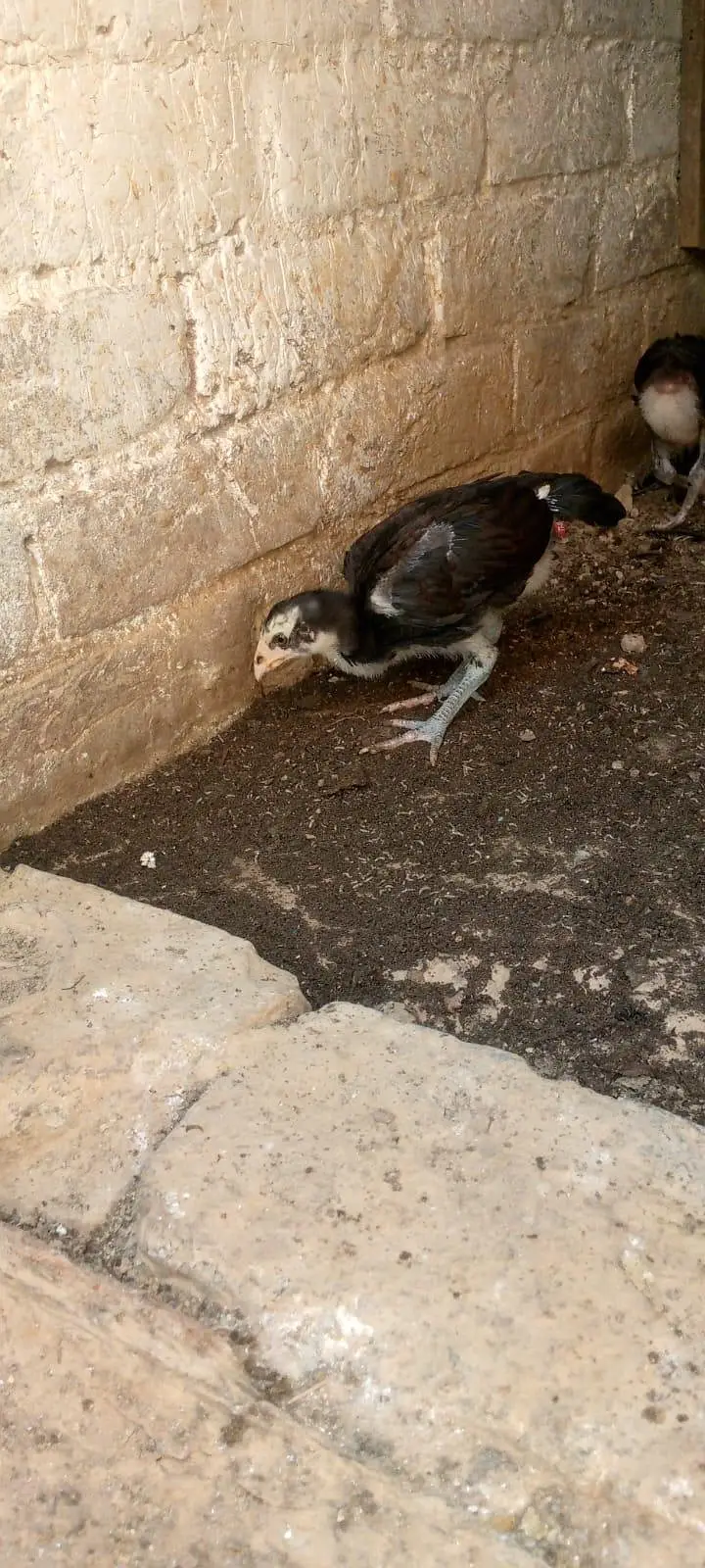 pure panes asee chick granted heigh quality 03204167650 — photo 5