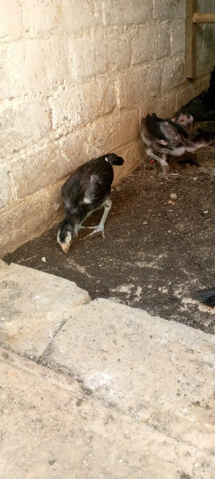 pure panes asee chick granted heigh quality 03204167650 — photo 6