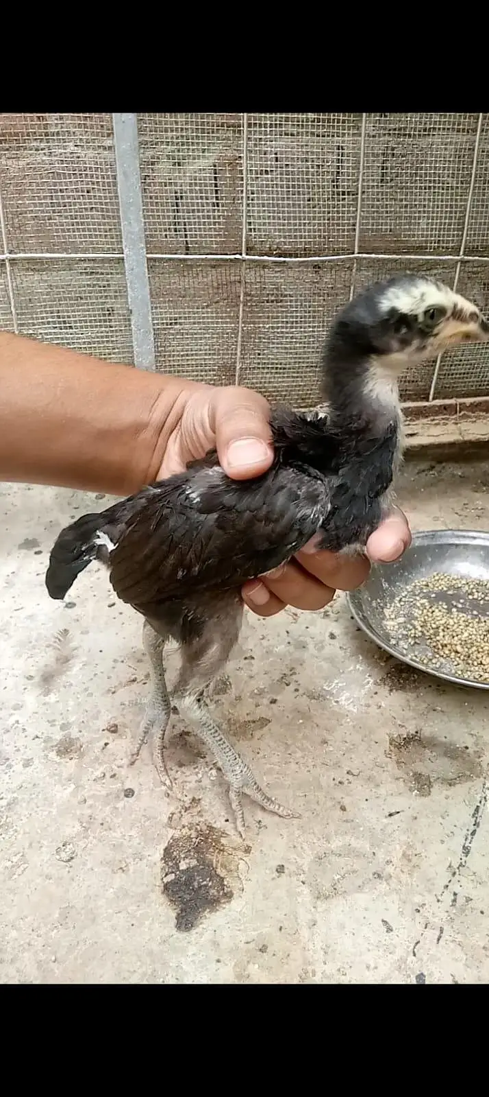 pure panes asee chick granted heigh quality 03204167650 — photo 7