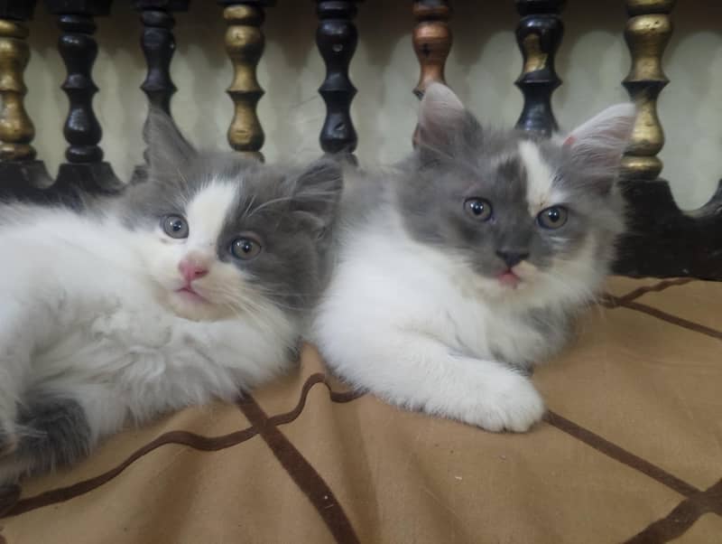 kittens 0