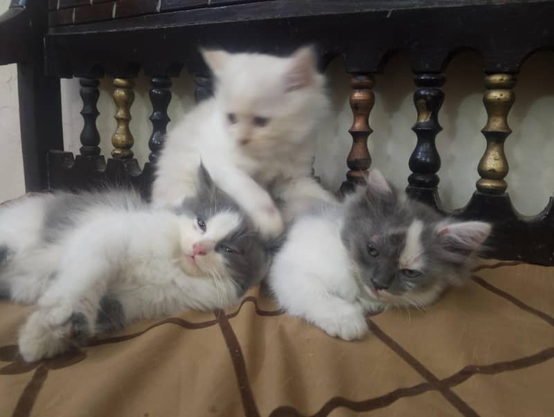 kittens 1
