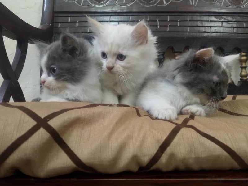 kittens 2