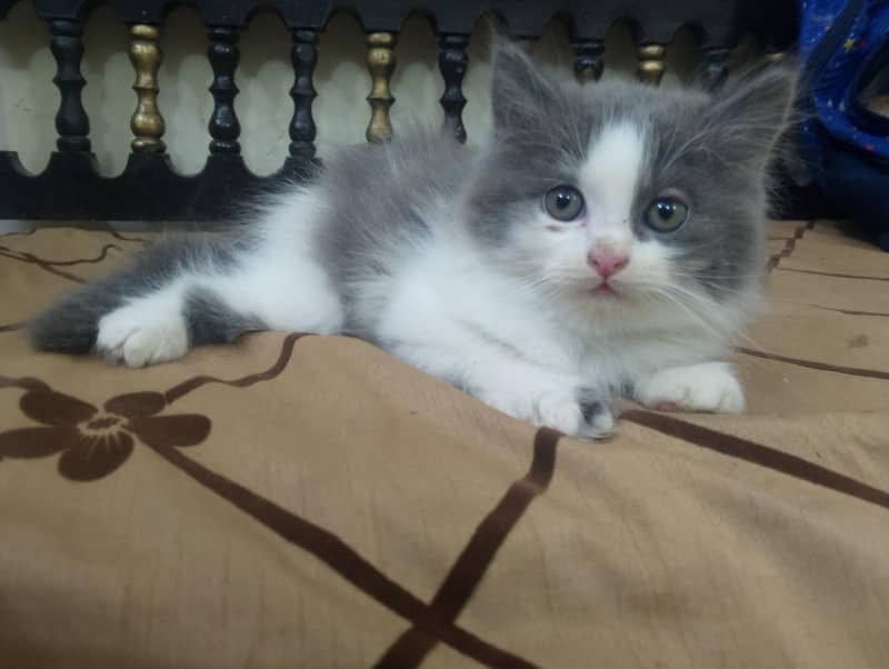 kittens 3