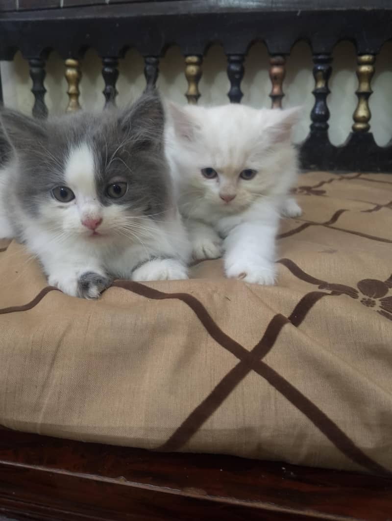kittens 4
